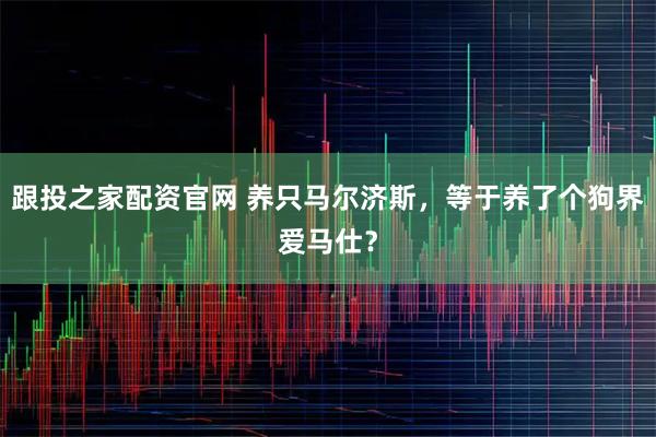 跟投之家配资官网 养只马尔济斯，等于养了个狗界爱马仕？